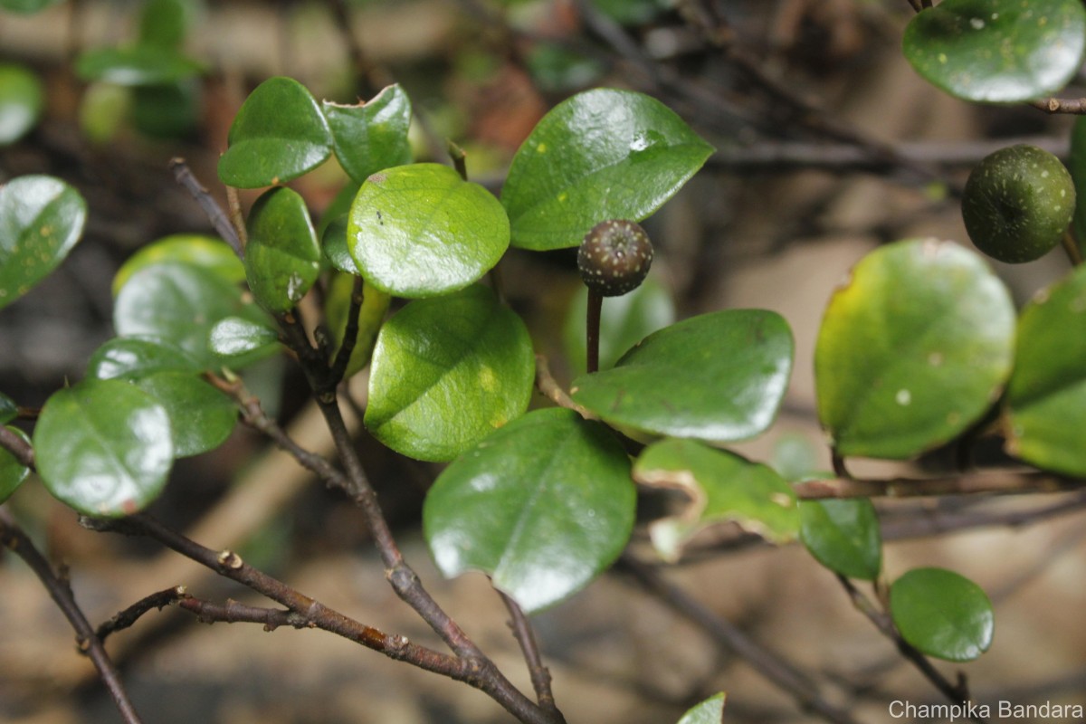 Ficus diversiformis Miq.